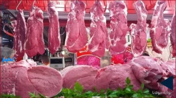 أسعار اللحوم.. تعرف على سعر الكندوز اليوم في مصر الأحد 5 أكتوبر 2025